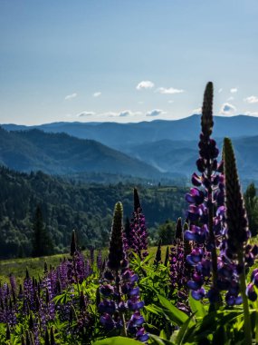 Dağlardaki yaz manzarası