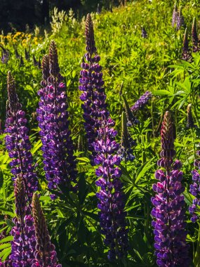 bir yaz gününde lupin