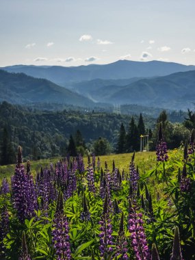 Karpat dağlarının dağlarındaki sıradağlarda güzel çiçekler