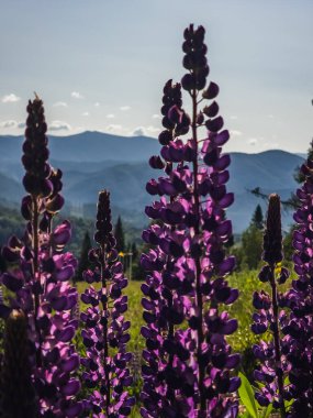 Bulutlu bir gökyüzünün altındaki dağlarda mor çiçeklerin dikey görüntüsü
