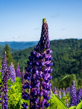 Dağlarda güzel mor lupin çiçeği, Yeni Zelanda
