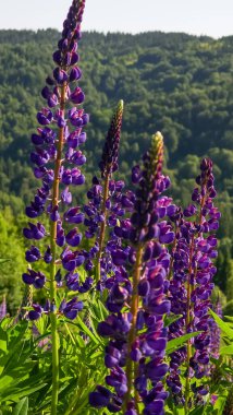 Ormanda güzel çiçekler