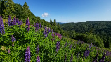 Renkli çiçeklerle dolu güzel bir yaz manzarası