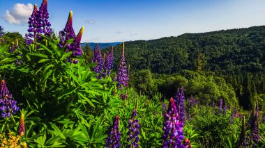 Çam ormanındaki lupin güneşli bir yaz sabahında.
