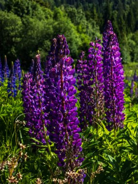 Dağdaki güzel çiçekler