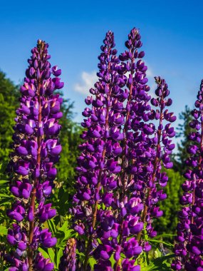 Lupin çiçekleri mavi gökyüzünün arka planında
