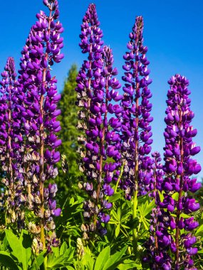 Lupin çiçekleri mavi çam ormanının arka planında