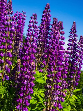mavi gökyüzü ile mor lupin çiçeği
