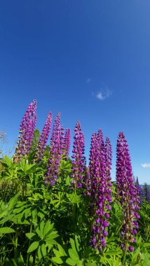 Yazın kurbağa çiçeği.