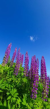 Bahçedeki güzel çiçekler