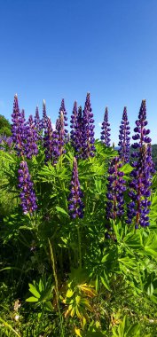 ormanda kurt çiçekler