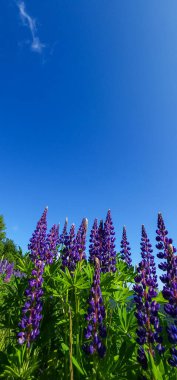 Çam çiçekleri ve yaz manzaralı güzel mor ve mavi gökyüzü..