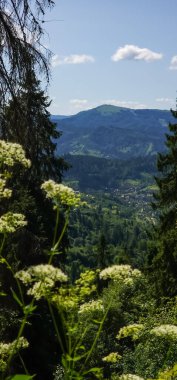 Yeşil ormanlı güzel dağ manzarası