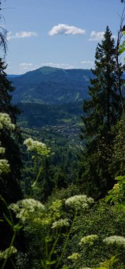 Ormanda yeşil ağaçlar