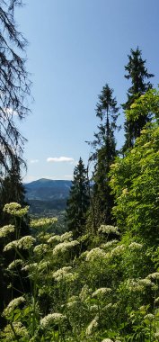 Dağlardaki yeşil bir ağacın dikey görüntüsü.