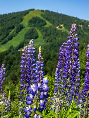 Lupinlerin güzel yaz manzarası