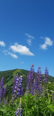 Bahçedeki güzel çiçek manzarası