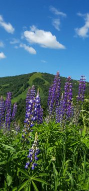 Dağlarda güzel çiçekler