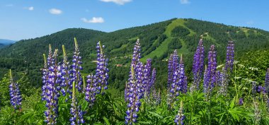 Karpat dağlarının yamaçlarındaki dağ çiçekleri. Güzel yaz manzarası