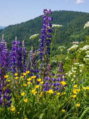 Dağdaki renkli yaz çiçekleri