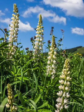 Çayırlarda yetişen güzel çiçekler.