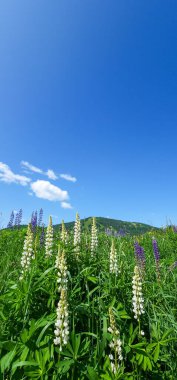 Tarladaki güzel çiçekler