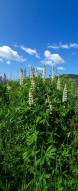 Dağlardaki yaz tarlası