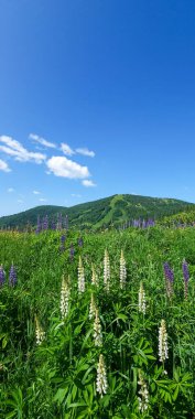 Yeşil çimenler ve mavi gökyüzü ile yaz manzarası
