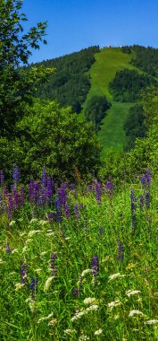 Çiçek tarlası olan güzel bir manzara
