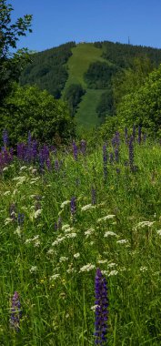 Ukraynalı Karpatların yaz mevsiminde dağlarda manzarası