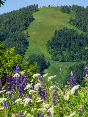 Doğanın güzel manzarası