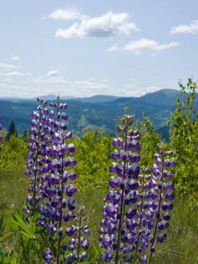 Çiçekler ve dağlarla dolu güzel bir yaz manzarası