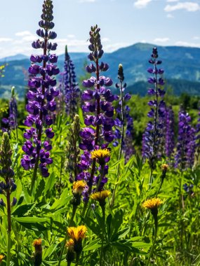 Dağlarda güzel çiçekler