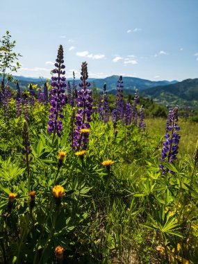 Dağların arka planında mor çiçek tarlası