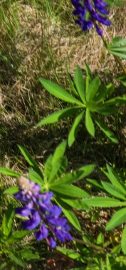 Güzel bir çiçeğin yakın çekimi.