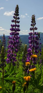 mavi gökyüzü bir arka plan üzerinde mor çiçekler