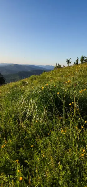Yeşil çimenler ve dağlarla güzel bir yaz manzarası