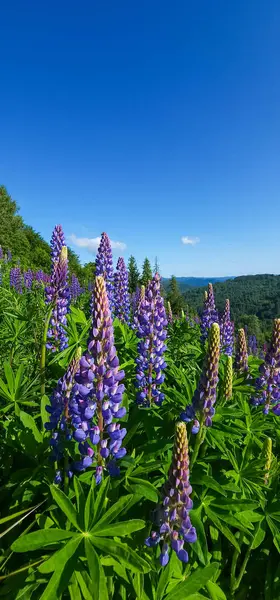 Dağlarda lupin çiçekleri