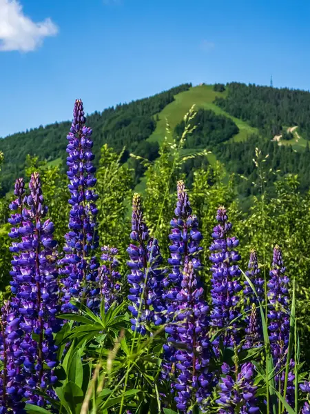 Güzel yaz manzarası Dağlarda çiçekler