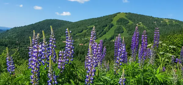 Karpat dağlarının yamaçlarındaki dağ çiçekleri. Güzel yaz manzarası