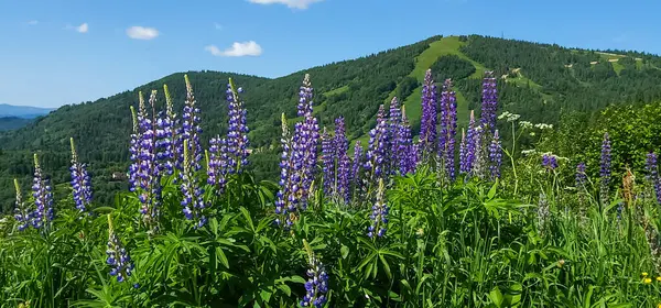 Dağlarda yaz manzarası.