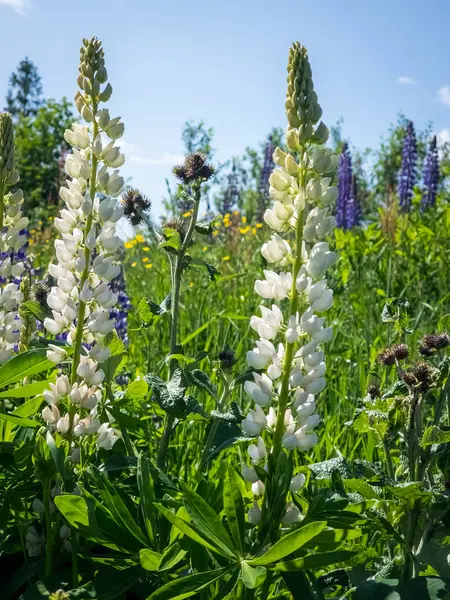 Yeşil çimlerin ve mavi bulutlu gökyüzünün arka planında lupinler ve beyaz çiçekler