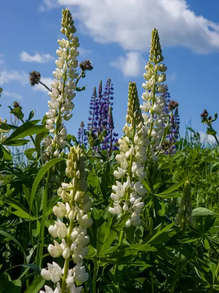 Beyaz çiçekli ve mavi gökyüzü.