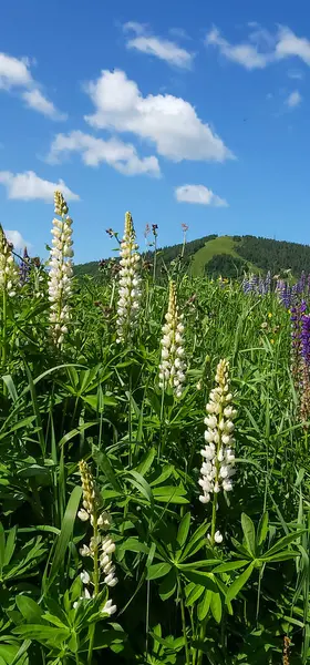 Bahçedeki güzel çiçekler