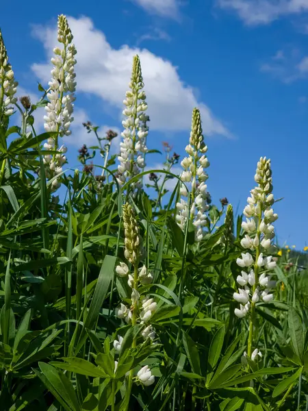 Güneşli bir sabahta, ormandaki bir çayırın arka planında vahşi lupinlerin beyaz çiçekleri