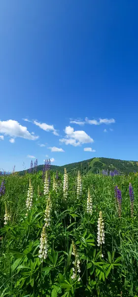 Dağlarda güzel çiçekler