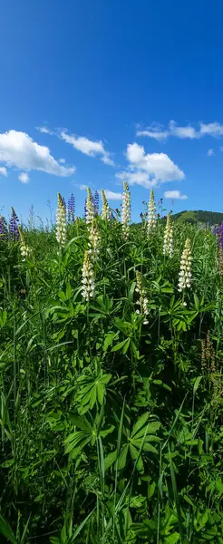 Dağlardaki yaz tarlası