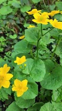 Bahçedeki güzel çiçekler