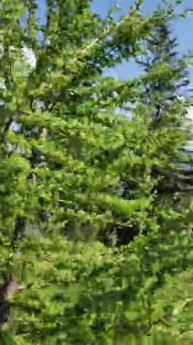 Bahçedeki yeşil ağaçlar