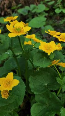 Güzel botanik fotoğrafı, doğal duvar kağıdı.